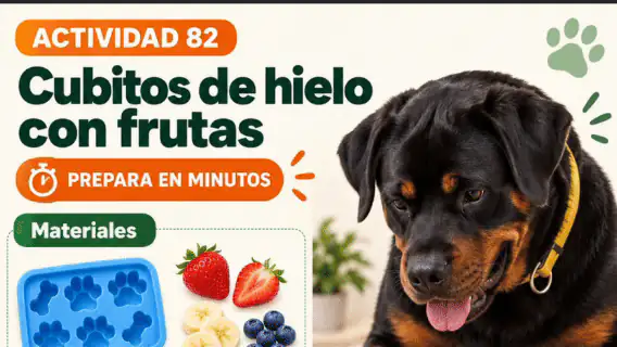 Actividad animada Cubitos de hielo con frutas
